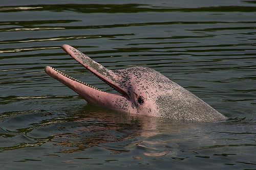 Amacayacu National Natural Park - Pink river dolphins,native to the Amazon